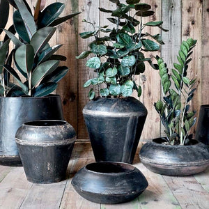 Three green plants in eco-friendly grey plant pots against wooden panelled walls