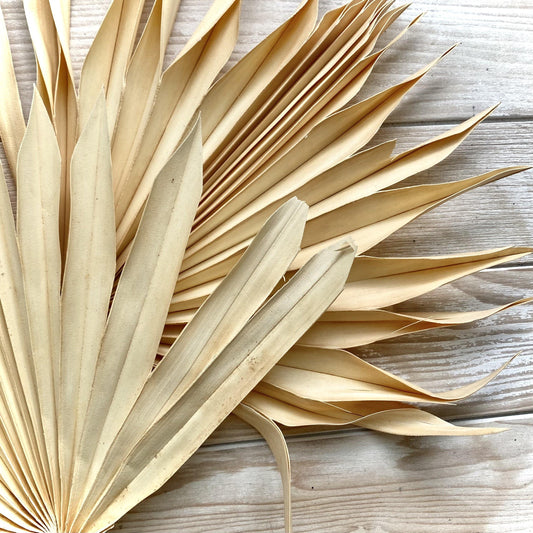 Dried Palm - Apricot (50cm)