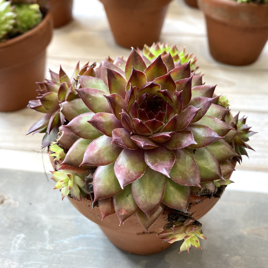 Mixed Mini Sampervivum