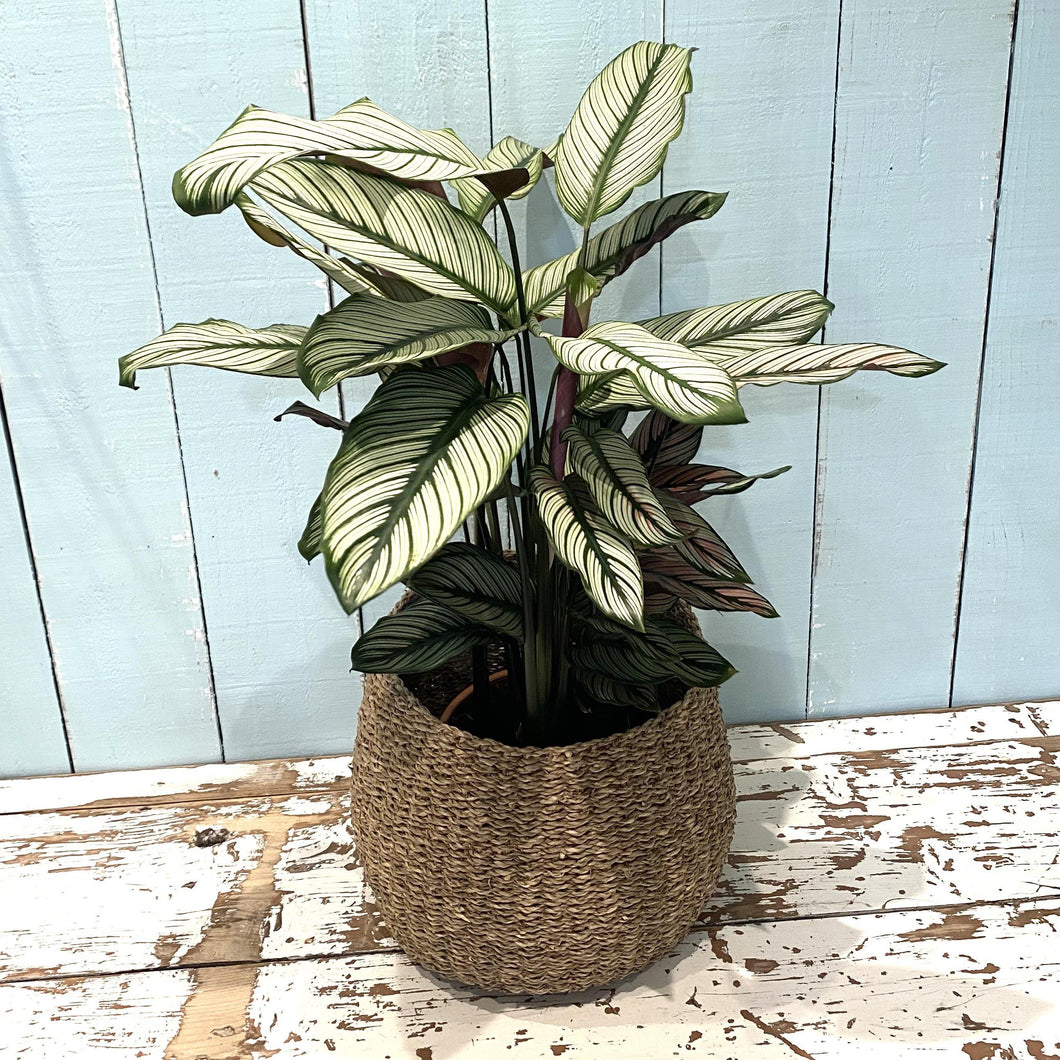 Calathea 'Whitestar'