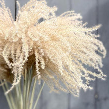 Load image into Gallery viewer, Dried Miscanthus - Natural
