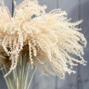 Dried Miscanthus - Natural