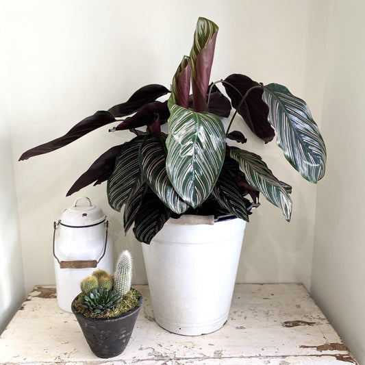 Calathea 'Ornata'