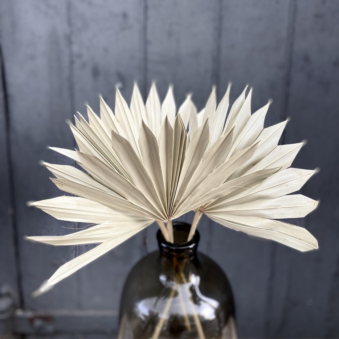 Dried Palm - Natural (50cm)