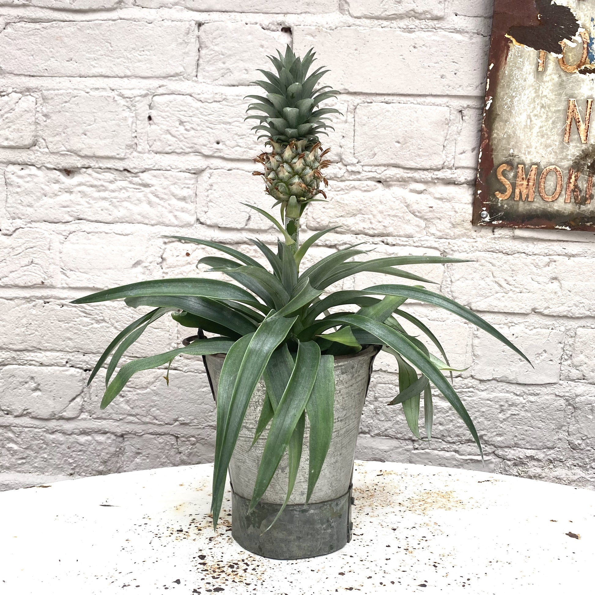 buy pineapple plant ireland Ananas 'mi amigo' (Pineapple Plant) – Wild & Rust