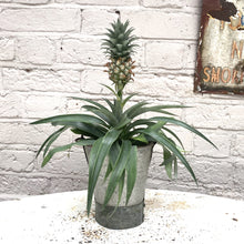 Load image into Gallery viewer, Ananas &#39;mi amigo&#39; (Pineapple Plant)
