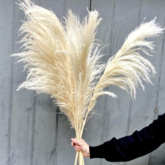 Dried Pampas - Blondie