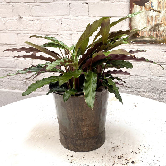 Calathea 'rattlesnake' - Large