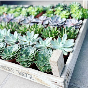 Mixed Echeveria