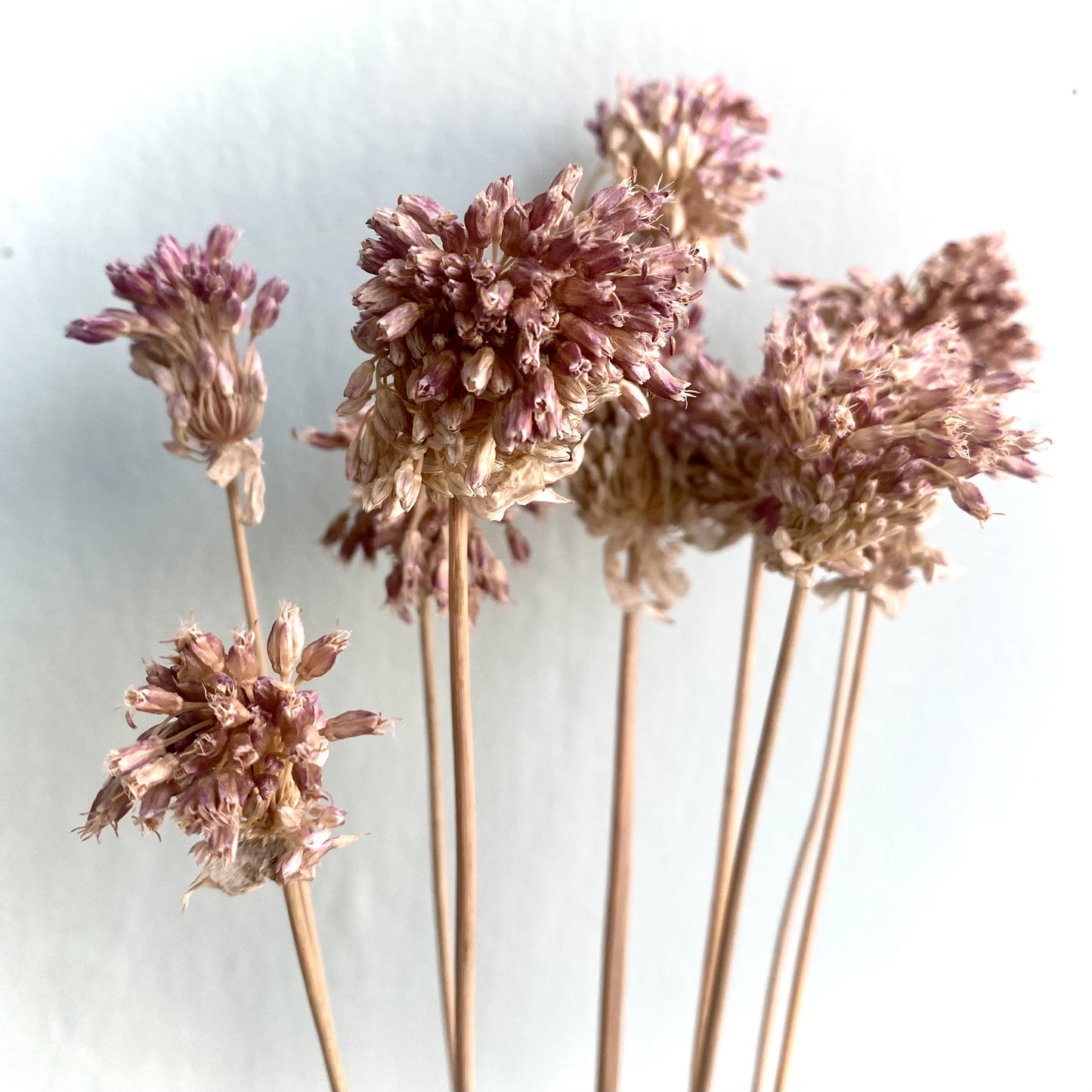 Dried Allium