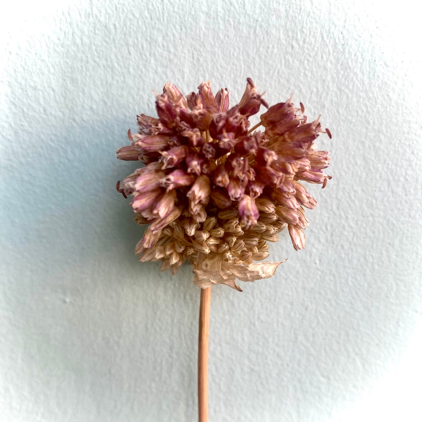 Dried Allium