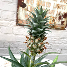 Load image into Gallery viewer, Ananas &#39;mi amigo&#39; (Pineapple Plant)
