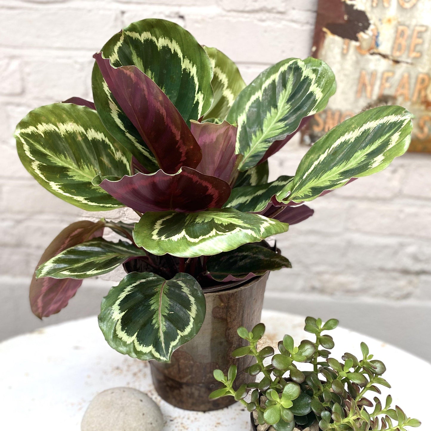 Calathea Medallion - Cerise