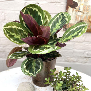 Calathea 'Medallion'