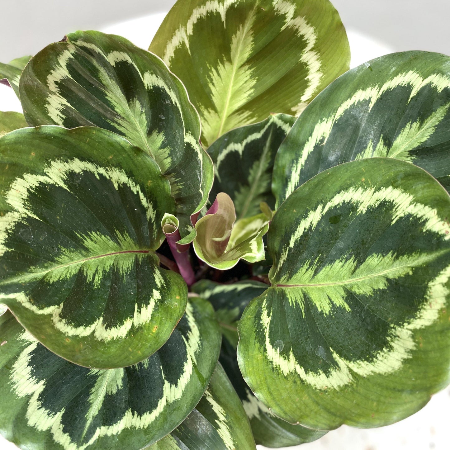 Calathea Medallion - Cerise