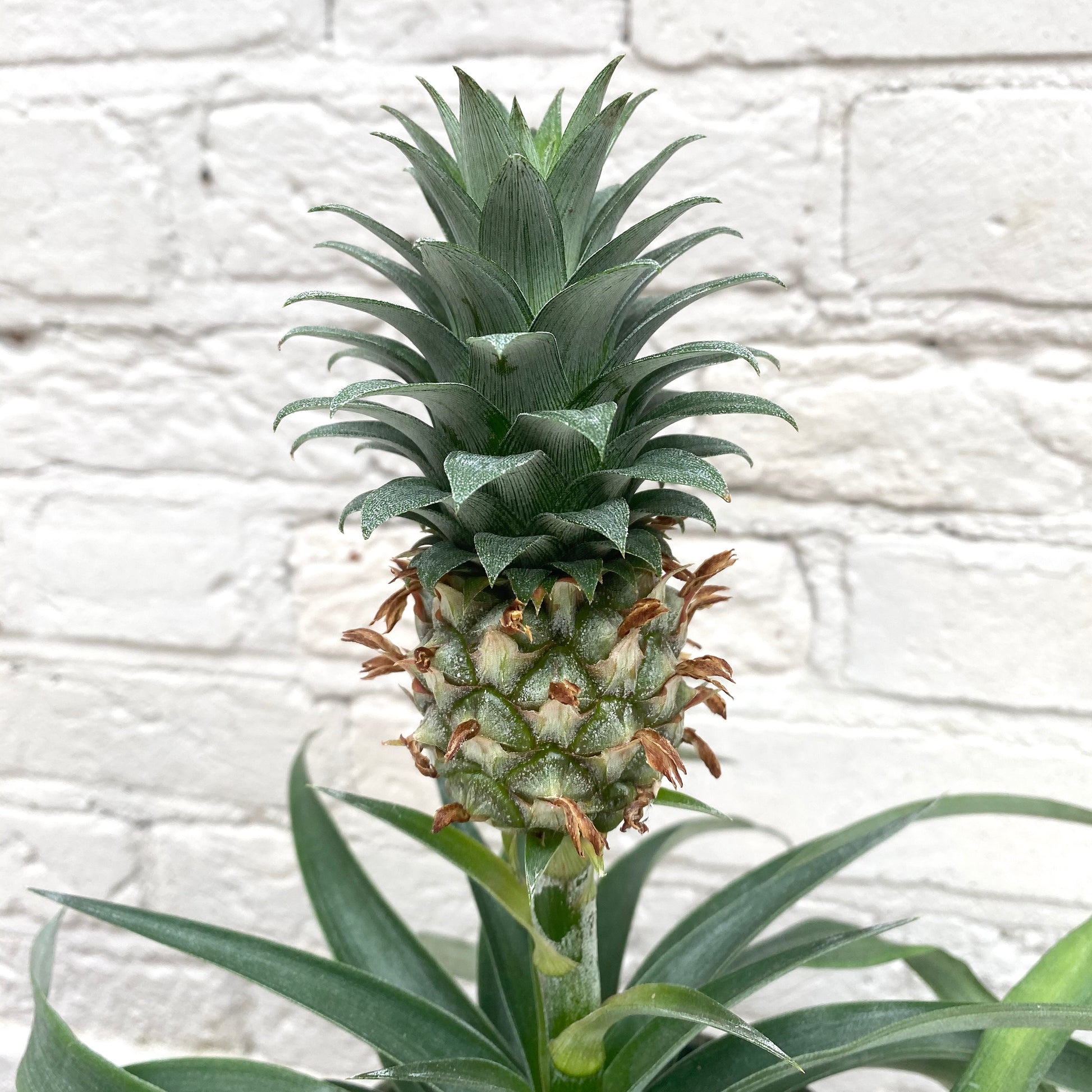dwarf pineapple plant for sale uk Ananas 'mi amigo' (Pineapple Plant) – Wild & Rust
