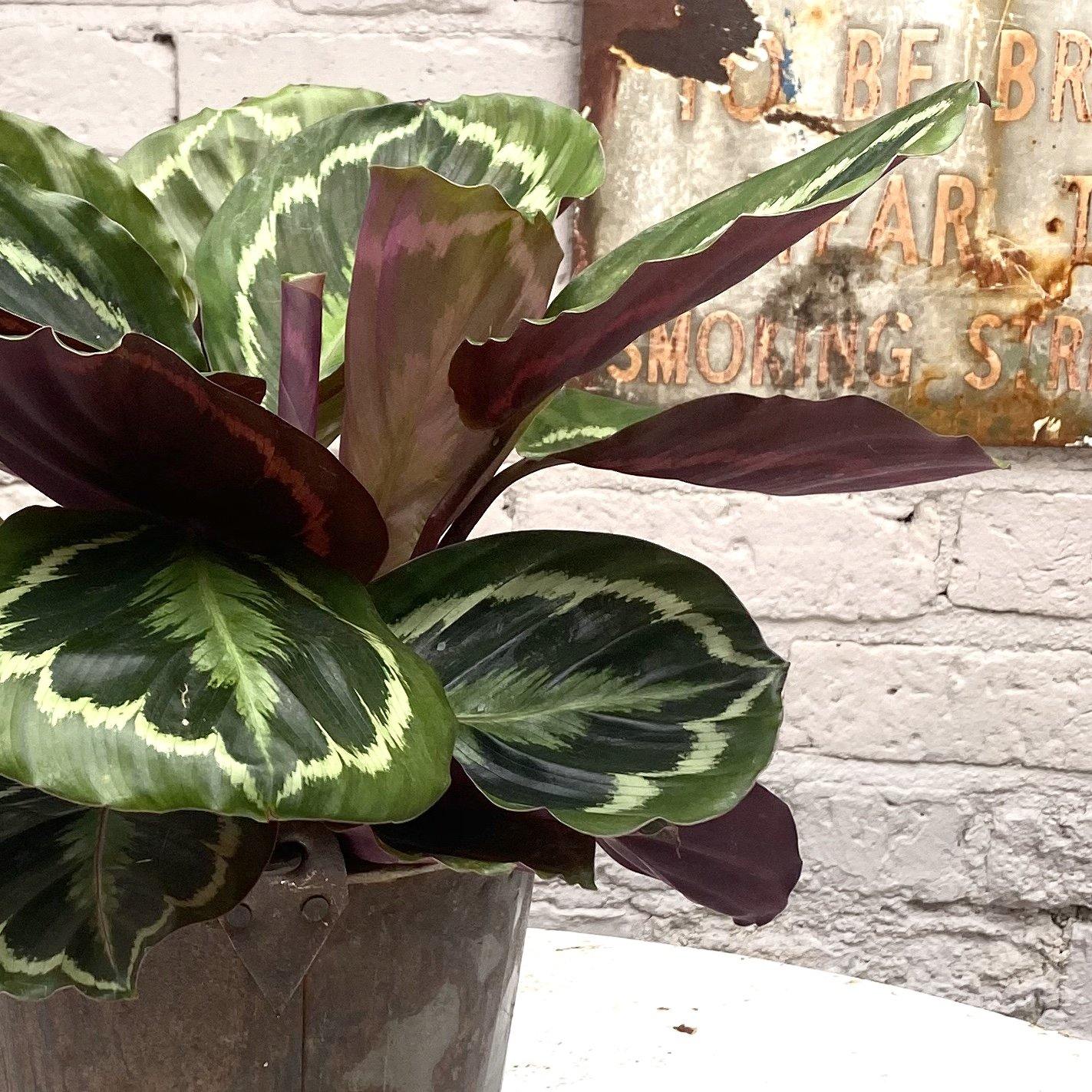 Calathea Medallion - Cerise