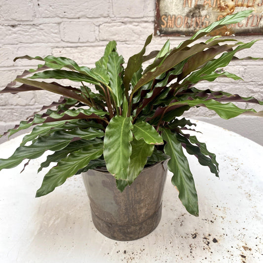 Calathea 'rattlesnake' - Large
