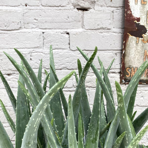 Aloe Vera