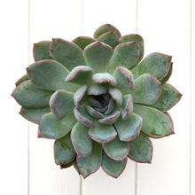 Load image into Gallery viewer, Mixed Echeveria
