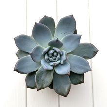 Load image into Gallery viewer, Mixed Echeveria
