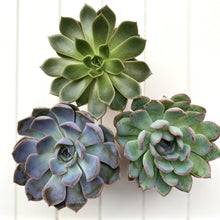 Load image into Gallery viewer, Mixed Echeveria
