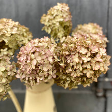 Load image into Gallery viewer, Dried Hydrangea - Lime Blush

