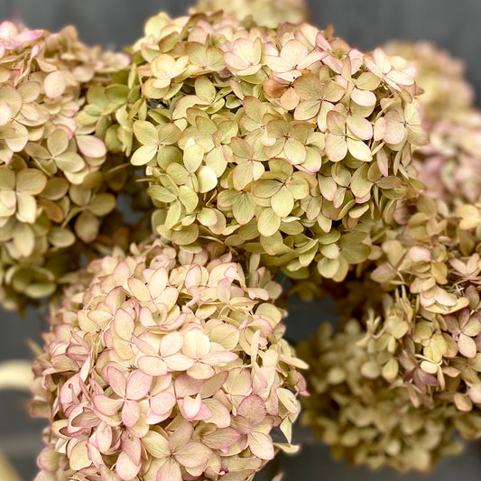 Dried Hydrangea - Lime Blush