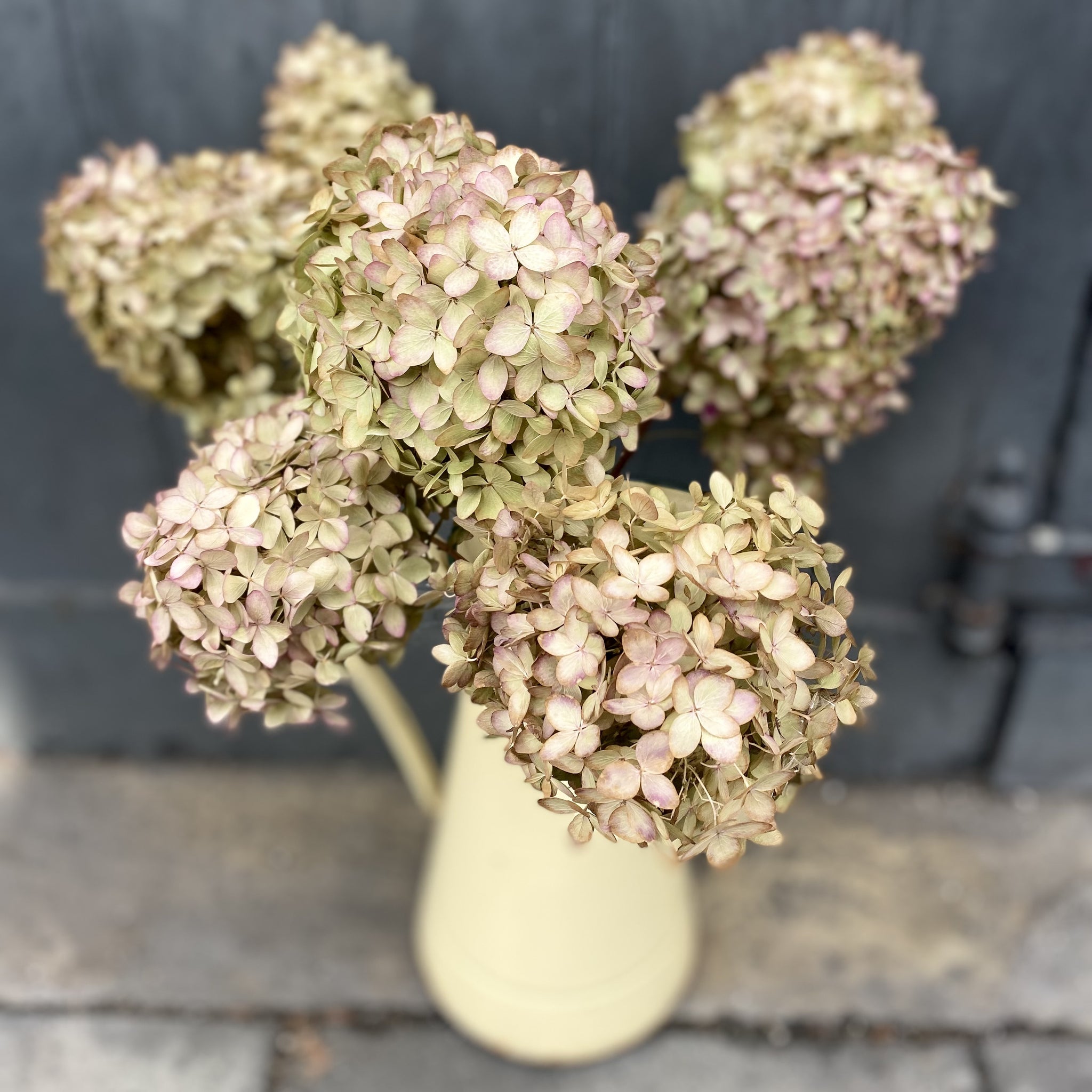 Dried Hydrangea - Lime Blush – Wild & Rust