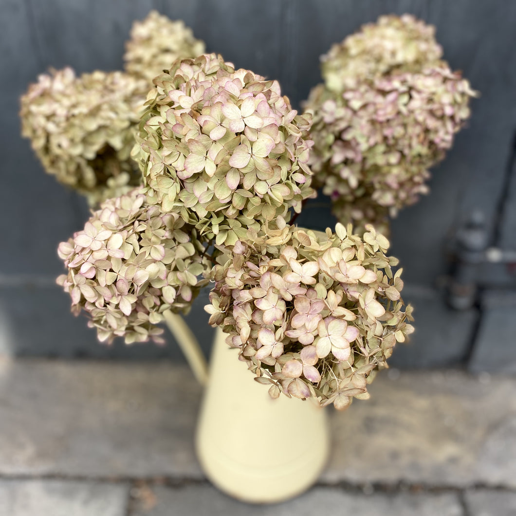 Dried Hydrangea - Lime Blush