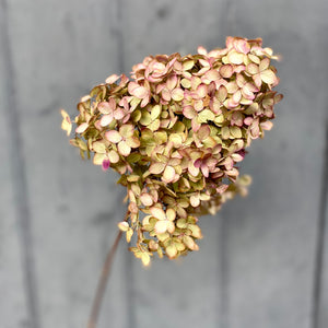 Dried Hydrangea - Lime Blush