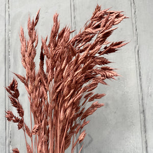 Dried Broom