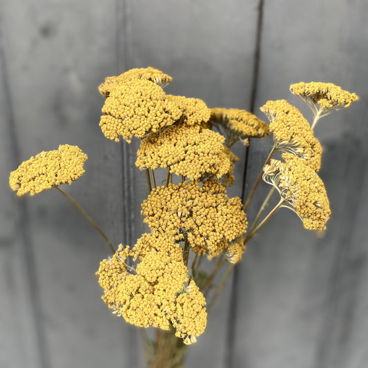 Dried Achillea