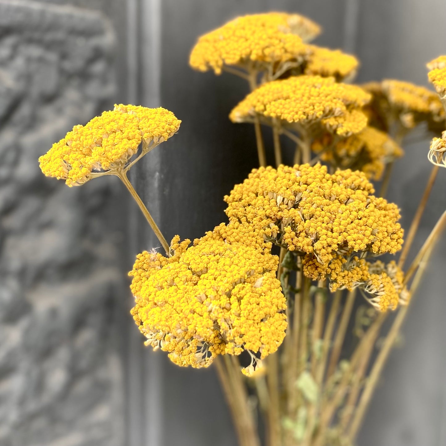 Dried Achillea