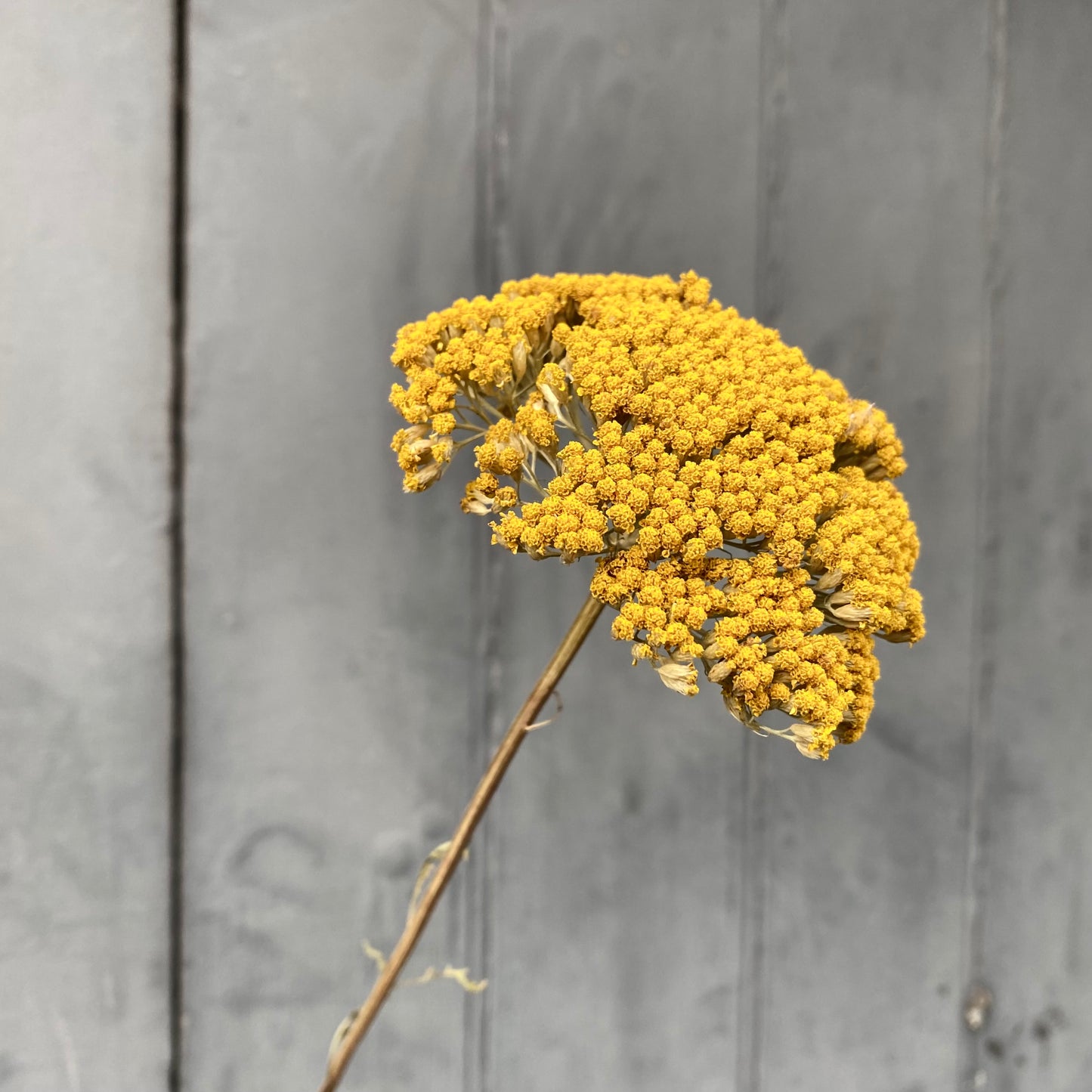 Dried Achillea