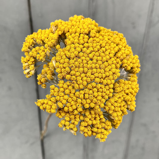Dried Achillea