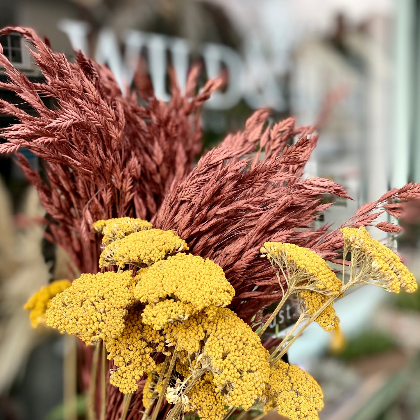 Dried Achillea