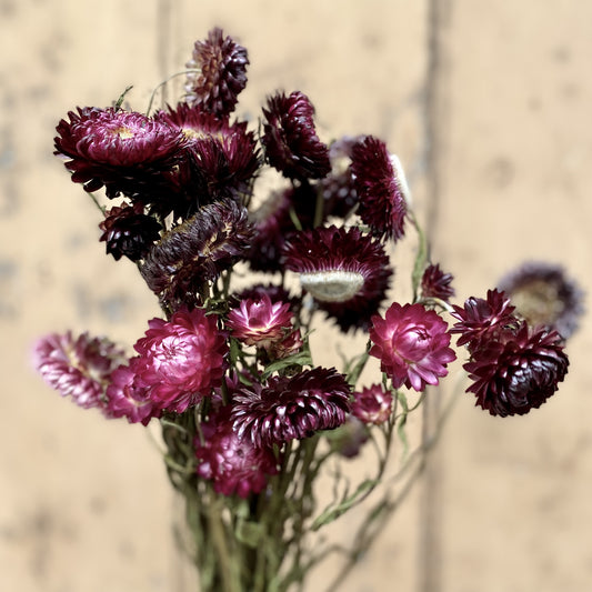 Dried Helichrysum - Plum