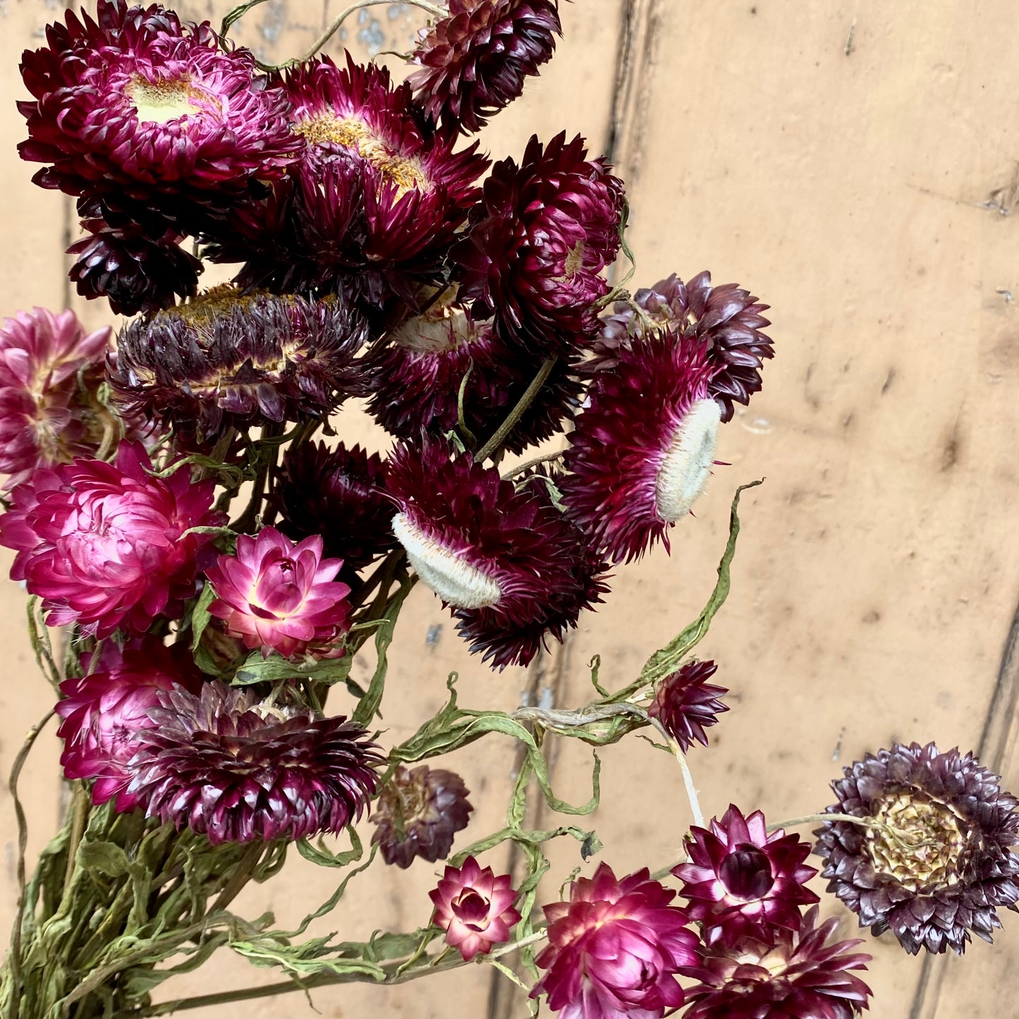 Dried Helichrysum - Plum