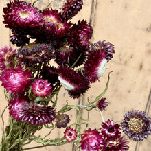 Load image into Gallery viewer, Dried Helichrysum - Plum
