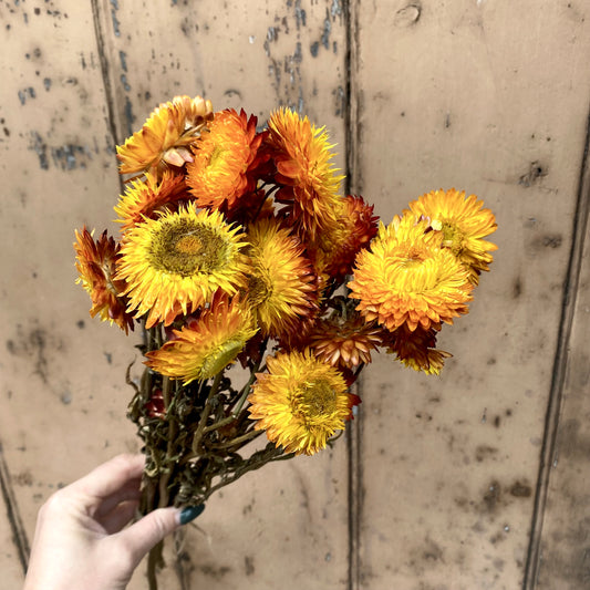Dried Helichrysum - Gold
