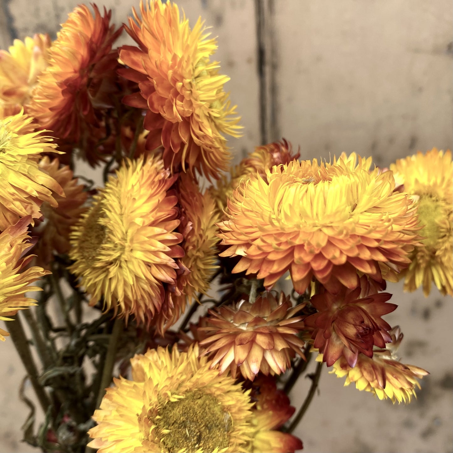 Dried Helichrysum - Gold