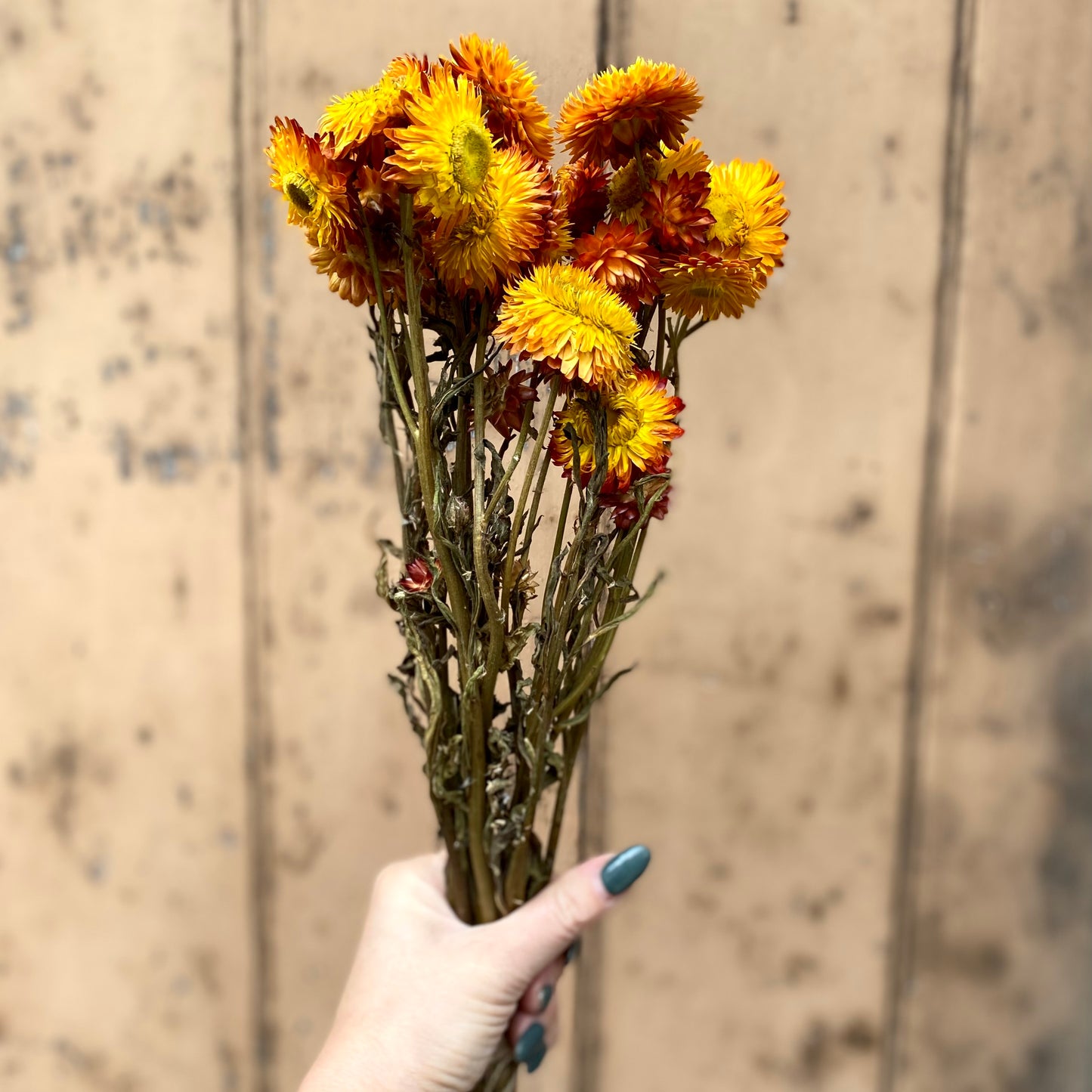 Dried Helichrysum - Gold