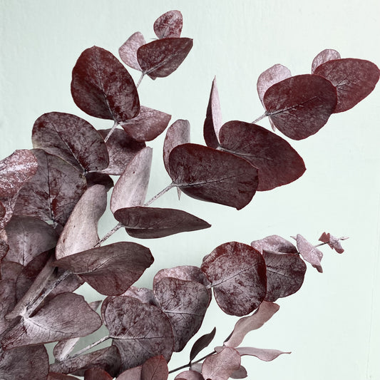 Dried Eucalyptus - Plum