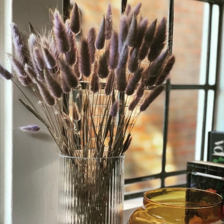 Dried Lagurus 'Bunny Tails' - Milka