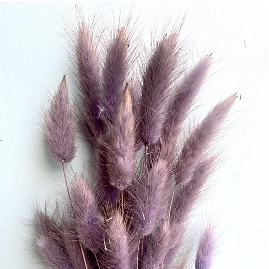 Dried Lagurus 'Bunny Tails' - Milka