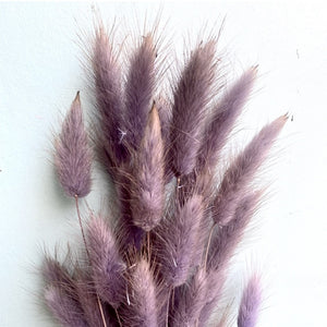 Dried Lagurus 'Bunny Tails' - Milka