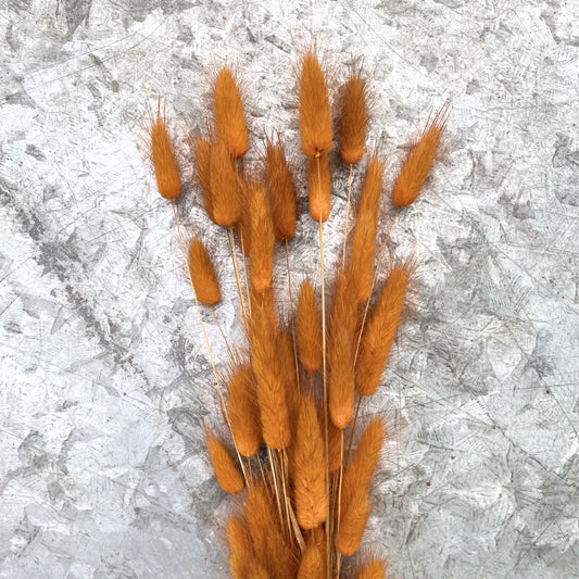 Dried Lagurus 'Bunny Tails' - Rust