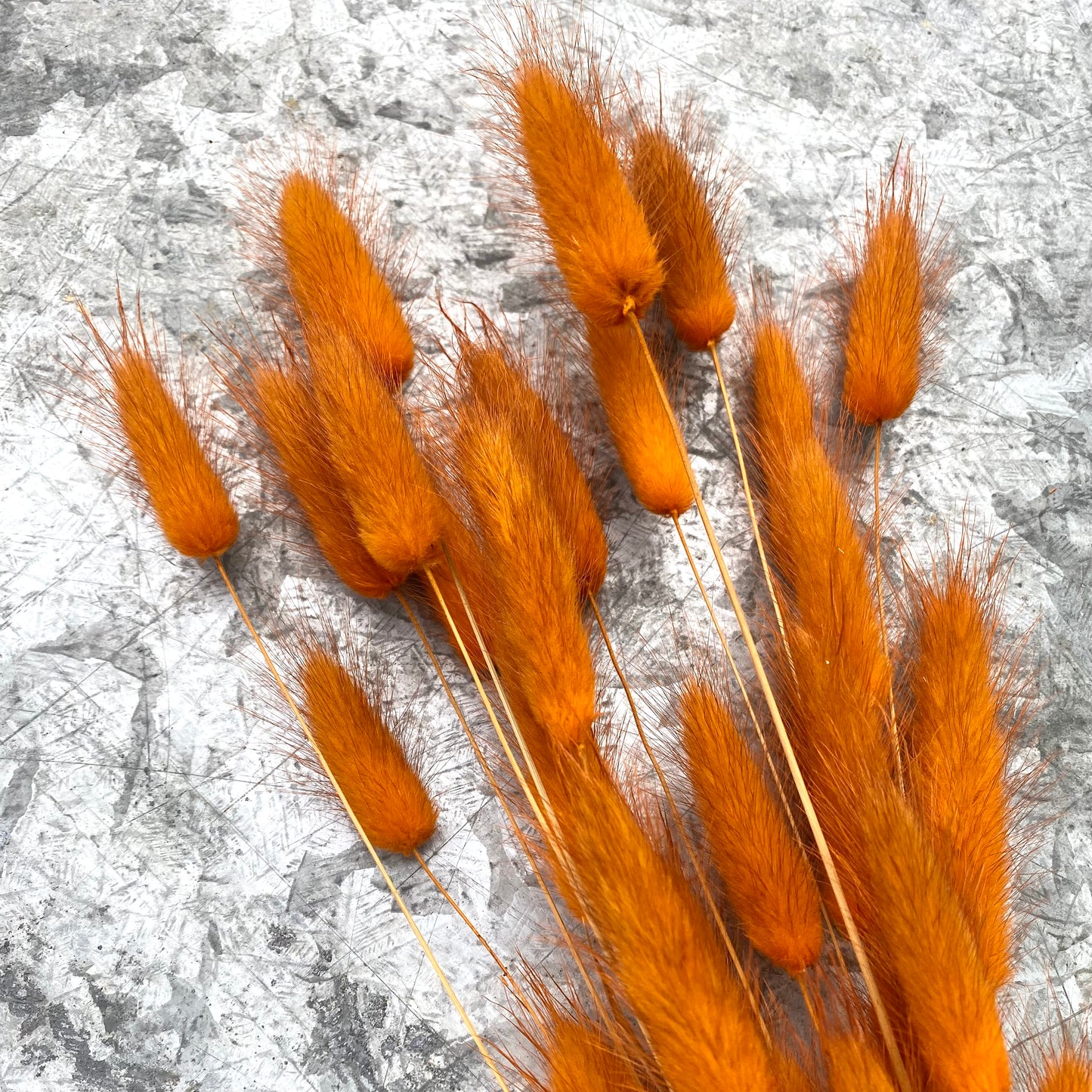 Dried Lagurus 'Bunny Tails' - Rust