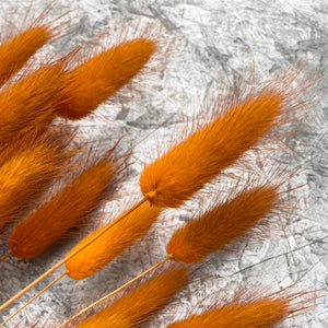 Dried Lagurus 'Bunny Tails' - Rust
